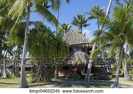 Luxury bungalow with palm trees, Hotel KiaOra Resort & Spa, Rangiroa, Society Islands, Windward Islands, French Polynesia, Oceania View Large Photo Image Stock Photography - Luxury bungalow with palm trees, Hotel KiaOra Resort & Spa, Rangiroa, Society Islands, Windward Islands, French Polynesia, Oceania. Fotosearch