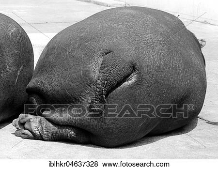 Lying hippopotamus from behind, ca. 1970s, exact place unknown, Austria, Europe View Large Photo Image Stock Photo - Lying hippopotamus from behind, ca. 1970s, exact place unknown, Austria, Europe. Fotosearch