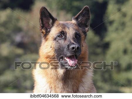 Stock Photo - Malinois, male dog, 6 years, animal portrait, Germany, Europe. Fotosearch