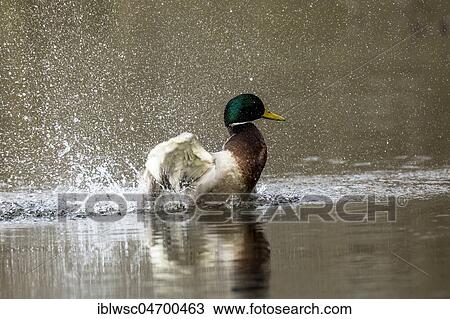 Stock Image - Mallard (Anas platyrhynchos) in the water, drake bathing, Nettetal, North Rhine-Westphalia, Germany, Europe. Fotosearch