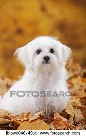 Maltese, puppy, 6 months, sitting in autumn leaves View Large Photo Image Stock Photography - Maltese, puppy, 6 months, sitting in autumn leaves. Fotosearch