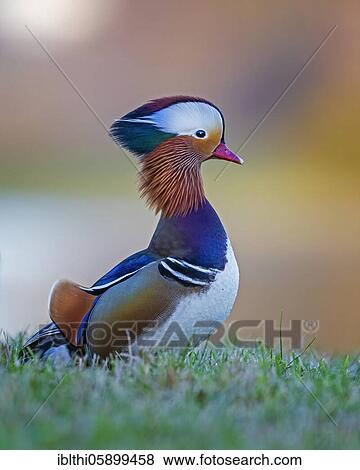Mandarin duck (Aix galericulata) Male, World Cultural Heritage Dessau- Wörlitzer Gartenreich, Saxony-Anhalt, Germany, Europe View Large Photo Image Stock Photo - Mandarin duck (Aix galericulata) Male, World Cultural Heritage Dessau- Wörlitzer Gartenreich, Saxony-Anhalt, Germany, Europe. Fotosearch