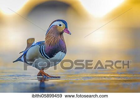 Mandarin duck (Aix galericulata) Male, World Cultural Heritage Dessau- Wörlitzer Gartenreich, Saxony-Anhalt, Germany, Europe View Large Photo Image Stock Photo - Mandarin duck (Aix galericulata) Male, World Cultural Heritage Dessau- Wörlitzer Gartenreich, Saxony-Anhalt, Germany, Europe. Fotosearch