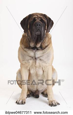 Mastiff, male, sitting View Large Photo Image Stock Image - Mastiff, male, sitting. Fotosearch