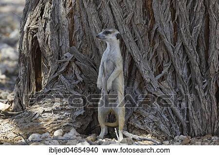 Meerkat (Suricata suricatta), adult male standing in front of the trunk of a tree, alert, Kgalagadi Transfrontier Park, Northern Cape, South Africa, Africa View Large Photo Image Stock Image - Meerkat (Suricata suricatta), adult male standing in front of the trunk of a tree, alert, Kgalagadi Transfrontier Park, Northern Cape, South Africa, Africa. Fotosearch