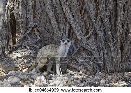 Meerkat (Suricata suricatta), adult male on all fours in front of the trunk of a tree, alert, Kgalagadi Transfrontier Park, Northern Cape, South Africa, Africa View Large Photo Image Stock Photo - Meerkat (Suricata suricatta), adult male on all fours in front of the trunk of a tree, alert, Kgalagadi Transfrontier Park, Northern Cape, South Africa, Africa. Fotosearch