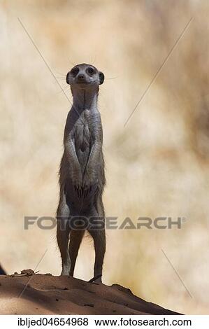 Meerkat (Suricata suricatta), adult male standing on sand mound, in the shade, alert, Kgalagadi Transfrontier Park, Northern Cape, South Africa, Africa View Large Photo Image Stock Photo - Meerkat (Suricata suricatta), adult male standing on sand mound, in the shade, alert, Kgalagadi Transfrontier Park, Northern Cape, South Africa, Africa. Fotosearch