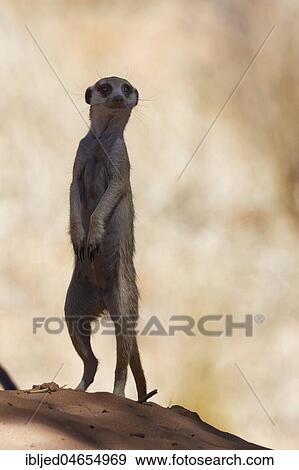 Meerkat (Suricata suricatta), adult male standing on sand mound, in the shade, alert, Kgalagadi Transfrontier Park, Northern Cape, South Africa, Africa View Large Photo Image Stock Photo - Meerkat (Suricata suricatta), adult male standing on sand mound, in the shade, alert, Kgalagadi Transfrontier Park, Northern Cape, South Africa, Africa. Fotosearch