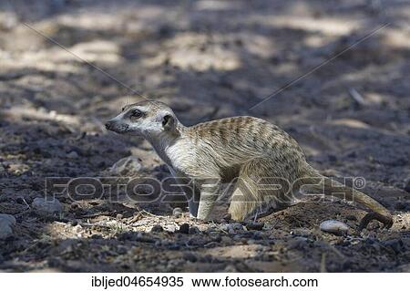 Meerkat (Suricata suricatta), adult male on all fours, looking out from a hole, in the shade, alert, Kgalagadi Transfrontier Park, Northern Cape, South Africa, Africa View Large Photo Image Stock Photography - Meerkat (Suricata suricatta), adult male on all fours, looking out from a hole, in the shade, alert, Kgalagadi Transfrontier Park, Northern Cape, South Africa, Africa. Fotosearch