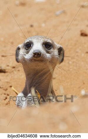 Stock Photo - Meerkat (Suricata suricatta), looking out from burrow entrance, alert, Kgalagadi Transfrontier Park, Northern Cape, South Africa, Africa. Fotosearch