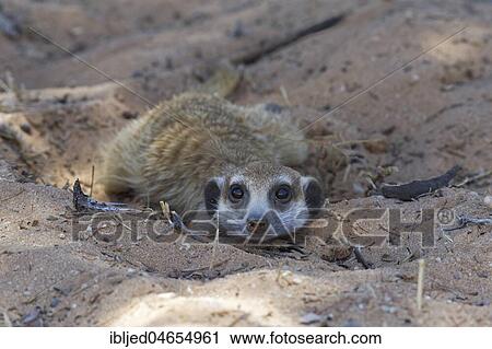 Meerkat (Suricata suricatta), male lying in the sand, in the shade, curious, Kgalagadi Transfrontier Park, Northern Cape, South Africa, Africa View Large Photo Image Stock Image - Meerkat (Suricata suricatta), male lying in the sand, in the shade, curious, Kgalagadi Transfrontier Park, Northern Cape, South Africa, Africa. Fotosearch