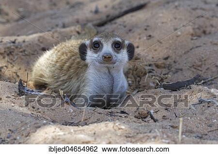 Meerkat (Suricata suricatta), male lying in the sand, in the shade, curious, Kgalagadi Transfrontier Park, Northern Cape, South Africa, Africa View Large Photo Image Stock Image - Meerkat (Suricata suricatta), male lying in the sand, in the shade, curious, Kgalagadi Transfrontier Park, Northern Cape, South Africa, Africa. Fotosearch