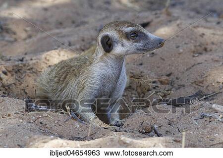 Stock Image - Meerkat (Suricata suricatta), male lying in the sand, in the shade, curious, Kgalagadi Transfrontier Park, Northern Cape, South Africa, Africa. Fotosearch