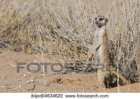 Meerkat (Suricata suricatta), standing at burrow entrance, alert, Kgalagadi Transfrontier Park, Northern Cape, South Africa, Africa View Large Photo Image Stock Image - Meerkat (Suricata suricatta), standing at burrow entrance, alert, Kgalagadi Transfrontier Park, Northern Cape, South Africa, Africa. Fotosearch