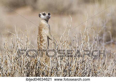 Meerkat (Suricata suricatta), standing in balance in the middle of a bush, alert, Kgalagadi Transfrontier Park, Northern Cape, South Africa, Africa View Large Photo Image Stock Image - Meerkat (Suricata suricatta), standing in balance in the middle of a bush, alert, Kgalagadi Transfrontier Park, Northern Cape, South Africa, Africa. Fotosearch