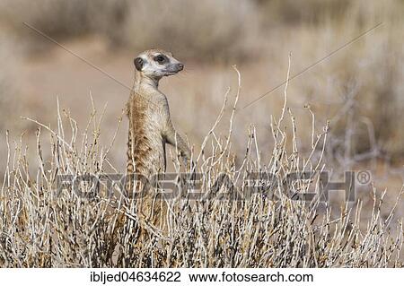 Meerkat (Suricata suricatta), standing in balance in the middle of a bush, alert, Kgalagadi Transfrontier Park, Northern Cape, South Africa, Africa View Large Photo Image Stock Image - Meerkat (Suricata suricatta), standing in balance in the middle of a bush, alert, Kgalagadi Transfrontier Park, Northern Cape, South Africa, Africa. Fotosearch