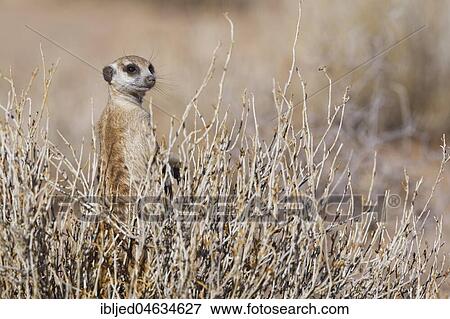 Meerkat (Suricata suricatta), standing in balance in the middle of a bush, alert, Kgalagadi Transfrontier Park, Northern Cape, South Africa, Africa View Large Photo Image Stock Photo - Meerkat (Suricata suricatta), standing in balance in the middle of a bush, alert, Kgalagadi Transfrontier Park, Northern Cape, South Africa, Africa. Fotosearch