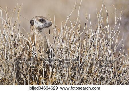 Meerkat (Suricata suricatta), standing in balance in the middle of a bush, alert, Kgalagadi Transfrontier Park, Northern Cape, South Africa, Africa View Large Photo Image Stock Photo - Meerkat (Suricata suricatta), standing in balance in the middle of a bush, alert, Kgalagadi Transfrontier Park, Northern Cape, South Africa, Africa. Fotosearch