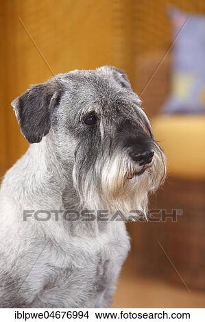 Picture - Middle schnauzer, male, pepper-salt, 10 years, animal portrait. Fotosearch