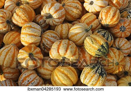 Stock Image - Mikrowellenkurbisse, Bayern, Deutschland, Europa. Fotosearch