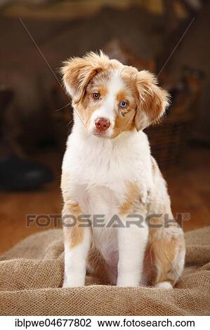 Miniature Australian Shepherd, puppy, red-merle, 13 weeks, multicolored eyes, odd-eyed, sitting View Large Photo Image Stock Image - Miniature Australian Shepherd, puppy, red-merle, 13 weeks, multicolored eyes, odd-eyed, sitting. Fotosearch