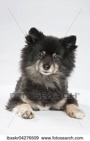 Stock Photo - Mischlingshund liegend, Portrait. Fotosearch