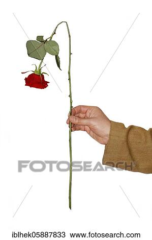 Misfortune, folded red rose, cavalier, admirer, Berlin, Germany, Europe View Large Photo Image Stock Image - Misfortune, folded red rose, cavalier, admirer, Berlin, Germany, Europe. Fotosearch