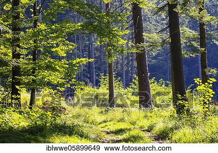 Mixed forest, Mondseeland, Upper Austria, Austria, Europe View Large Photo Image Stock Photo - Mixed forest, Mondseeland, Upper Austria, Austria, Europe. Fotosearch