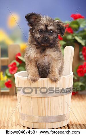 Stock Photo - Mongrel dog, puppy, 11 weeks (dwarf tip x Chihuahua), Pomchi, Chiranian, in wooden tub, flowers in the background. Fotosearch