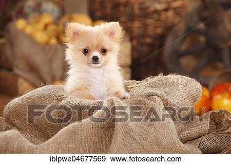 Mongrel dog, puppy, 12 weeks, pomchi, chiranian, dwarf lace chihuahua mongrel, sitting in sacking View Large Photo Image Stock Photo - Mongrel dog, puppy, 12 weeks, pomchi, chiranian, dwarf lace chihuahua mongrel, sitting in sacking. Fotosearch