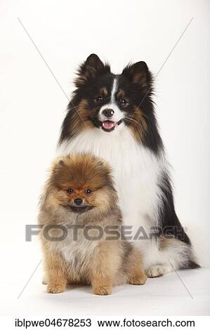 Stock Image - Mongrel, Pointed Mongrel and Dwarf Pointed, Puppy, 4 months, sitting. Fotosearch