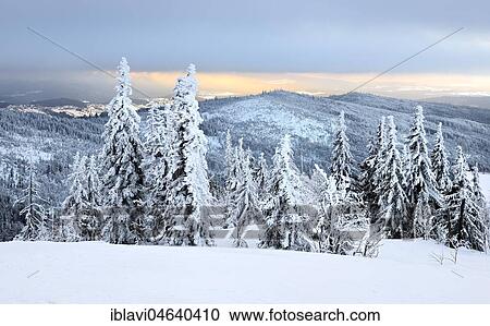 Morning atmosphere, snow-covered spruces on the mountain Lusen in winter, Bavarian Forest National Park, Bavaria, Germany, Europe View Large Photo Image Stock Image - Morning atmosphere, snow-covered spruces on the mountain Lusen in winter, Bavarian Forest National Park, Bavaria, Germany, Europe. Fotosearch