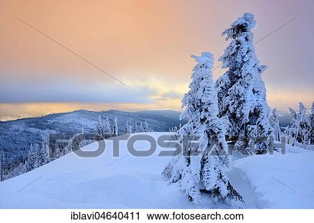 Stock Image - Morning atmosphere, snow-covered spruces on the mountain Lusen in winter, Bavarian Forest National Park, Bavaria, Germany, Europe. Fotosearch
