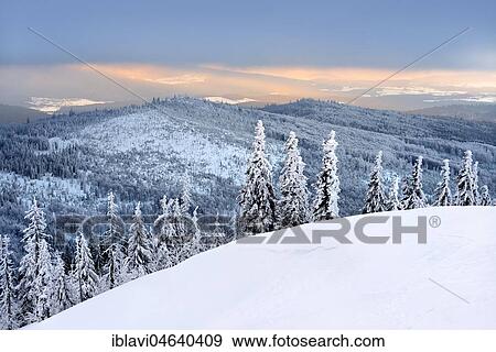 Stock Photo - Morning atmosphere, snow-covered spruces on the mountain Lusen in winter, Bavarian Forest National Park, Bavaria, Germany, Europe. Fotosearch