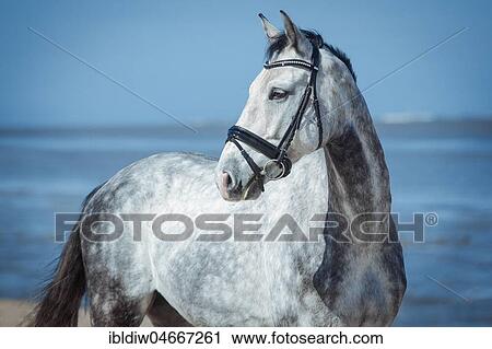 Mould, apple mould, warmblood horse with snaffle, Strand am Meer, Wangerland, Lower Saxony, Germany, Europe View Large Photo Image Stock Image - Mould, apple mould, warmblood horse with snaffle, Strand am Meer, Wangerland, Lower Saxony, Germany, Europe. Fotosearch
