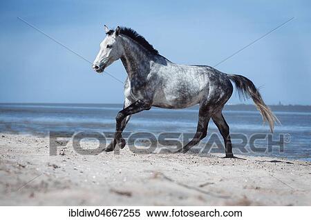 Mould, apple mould, warmblood horse galloping on the beach by the sea, Wangerland, Lower Saxony, Germany, Europe View Large Photo Image Stock Photography - Mould, apple mould, warmblood horse galloping on the beach by the sea, Wangerland, Lower Saxony, Germany, Europe. Fotosearch