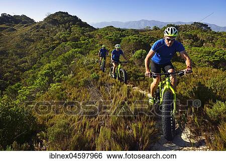 Mountain bikers driving on fat bikes through bushes, cycling, Nature Reserve, De Kelders, Gansbaai, Western Cape, South Africa, Africa View Large Photo Image Stock Photograph - Mountain bikers driving on fat bikes through bushes, cycling, Nature Reserve, De Kelders, Gansbaai, Western Cape, South Africa, Africa. Fotosearch