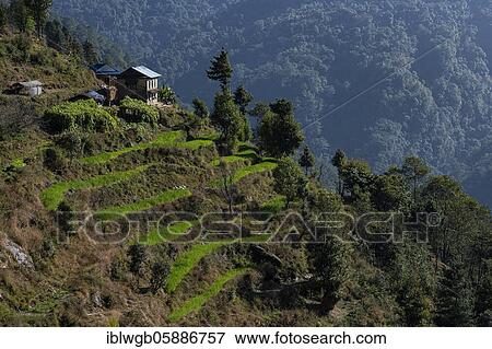 Stock Photo - Mountain landscape with terrace fields and small house between Shivalaya 1790m and Bhandar 2200m, Solu Khumbu, Nepal, Himalaya, Asia. Fotosearch