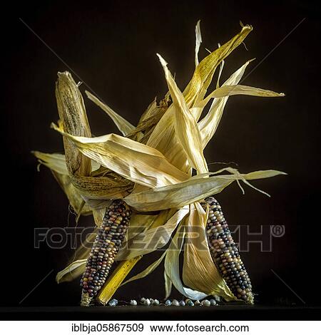 Stock Photo - Multicolored Corn, studio shot, France, Europe. Fotosearch