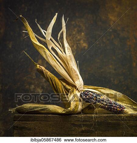 Multicolored corn, studio shot, France, Europe View Large Photo Image Stock Photograph - Multicolored corn, studio shot, France, Europe. Fotosearch