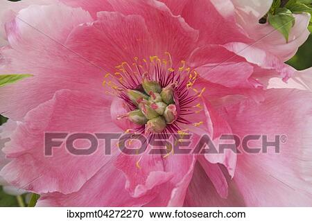 Stock Image - Nahaufnahme, Strauch-Pfingstrose (Paeonia), rosa Blute, Quebec, Kanada, Nordamerika. Fotosearch