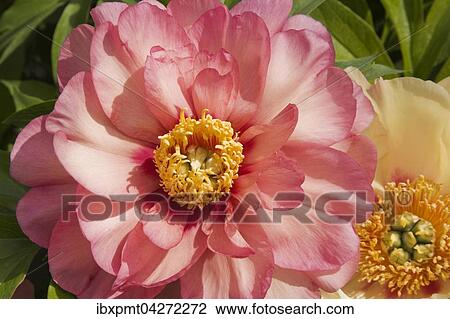 Stock Image - Nahaufnahme, Strauch-Pfingstrose (Paeonia), rosa Blute, Quebec, Kanada, Nordamerika. Fotosearch