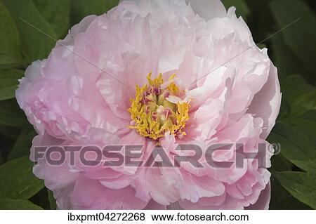 Stock Photo - Nahaufnahme, Strauch-Pfingstrose (Paeonia), rosa Blute, Quebec, Kanada, Nordamerika. Fotosearch