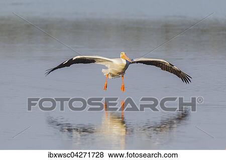 Stock Photo - Nashornpelikan (Pelecanus erythrorhynchos), beim Flug ubers Wasser, Ding Darling National Wildlife Refuge, Sanibel Island, Florida, USA, Nordamerika. Fotosearch