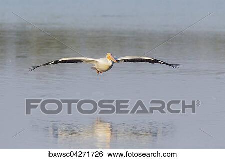 Nashornpelikan (Pelecanus erythrorhynchos), beim Flug ubers Wasser, Ding Darling National Wildlife Refuge, Sanibel Island, Florida, USA, Nordamerika View Large Photo Image Stock Photograph - Nashornpelikan (Pelecanus erythrorhynchos), beim Flug ubers Wasser, Ding Darling National Wildlife Refuge, Sanibel Island, Florida, USA, Nordamerika. Fotosearch