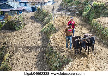 Stock Photo - Nepalese couple working with cows in a terrace field, Dhampus Mountain village, Nepal, Asia. Fotosearch