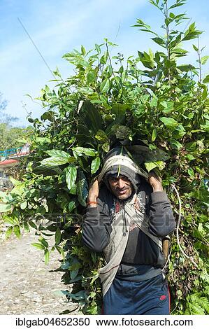 Stock Image - Nepalese Farmer carrying a full load of branches on his back, Dhampus Mountain village, Nepal, Asia. Fotosearch