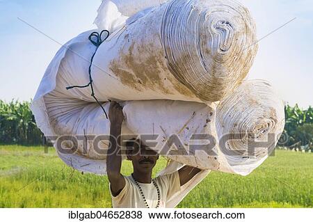 Nepalese Man from the Tharu ethnic group carrying big tissue roll on his head, Chitwan, Nepal, Asia View Large Photo Image Stock Photo - Nepalese Man from the Tharu ethnic group carrying big tissue roll on his head, Chitwan, Nepal, Asia. Fotosearch