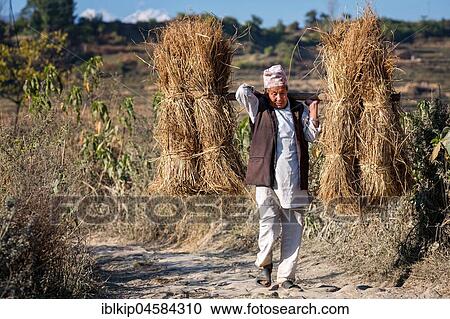 Nepali farmer carrying wheat, Kathmandu Valley, Nepal, Asia View Large Photo Image Stock Image - Nepali farmer carrying wheat, Kathmandu Valley, Nepal, Asia. Fotosearch