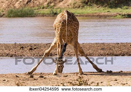 Netzgiraffe (Giraffa camelopardalis reticulata) trinkt am Fluss, Samburu National Reserve, Kenia, Afrika View Large Photo Image Stock Photography - Netzgiraffe (Giraffa camelopardalis reticulata) trinkt am Fluss, Samburu National Reserve, Kenia, Afrika. Fotosearch